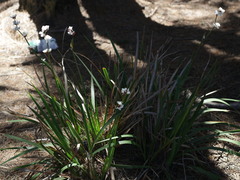 Libertia chilensis