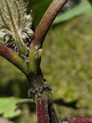Membracidae