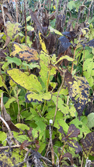 Eutrochium purpureum