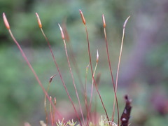 Ditrichum heteromallum