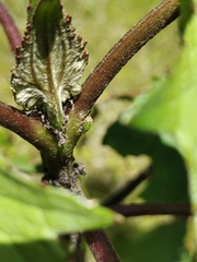 Membracidae