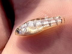 Cyprinodon variegatus