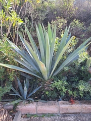 Agave fourcroydes