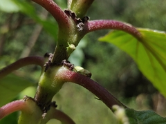 Membracidae
