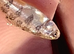 Cyprinodon variegatus