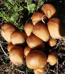 Coprinellus