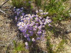 Felicia filifolia