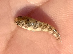 Cyprinodon variegatus