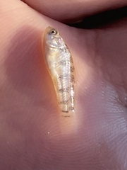 Cyprinodon variegatus