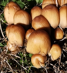 Coprinellus