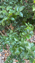 Ilex opaca