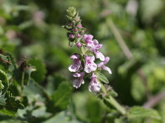 Stachys grandidentata
