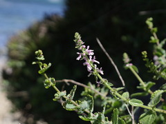 Stachys grandidentata