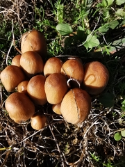 Coprinellus