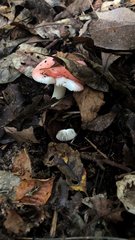 Russula cremoricolor