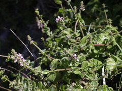 Stachys grandidentata