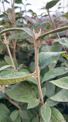 Viburnum rhytidophyllum
