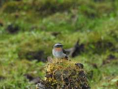 Ochthoeca rufipectoralis