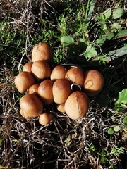 Coprinellus