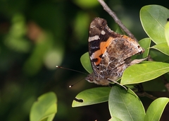 Vanessa indica