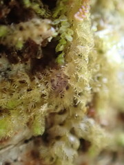 Ptilidium pulcherrimum