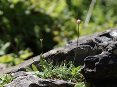 Armeria curvifolia