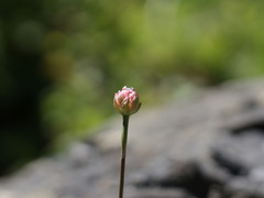 Armeria curvifolia