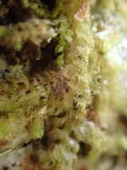 Ptilidium pulcherrimum