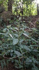 Lepidagathis stenophylla