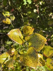 Smilax rotundifolia