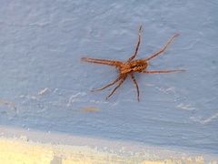 Acanthoctenus