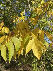 Sapindaceae