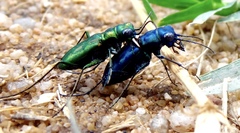 Cicindela nigrocoerulea