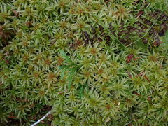 Sphagnum palustre