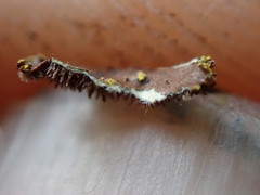 Pseudocyphellaria citrina