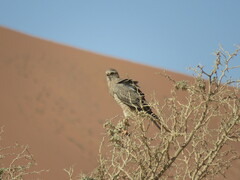 Melierax canorus argentior