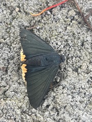 Chalypyge chalybea chloris