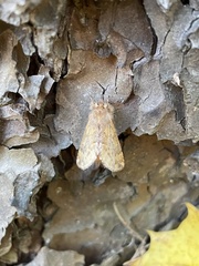 Ptilophora plumigera