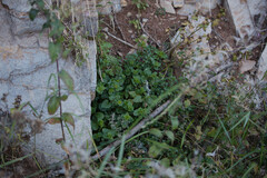 Lamium