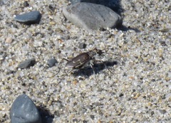 Cicindela hirticollis