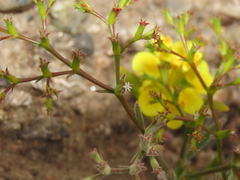 Chorizanthe commisuralis