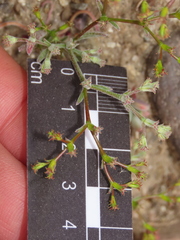 Chorizanthe commisuralis