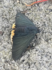 Chalypyge chalybea chloris