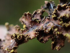 Pseudocyphellaria citrina