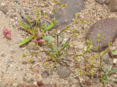 Chorizanthe commisuralis