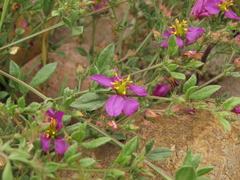 Fagonia chilensis