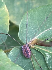 Opiliones