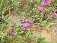Fagonia chilensis