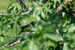 Acridotheres cristatellus