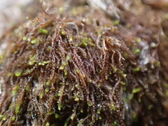 Cephaloziella